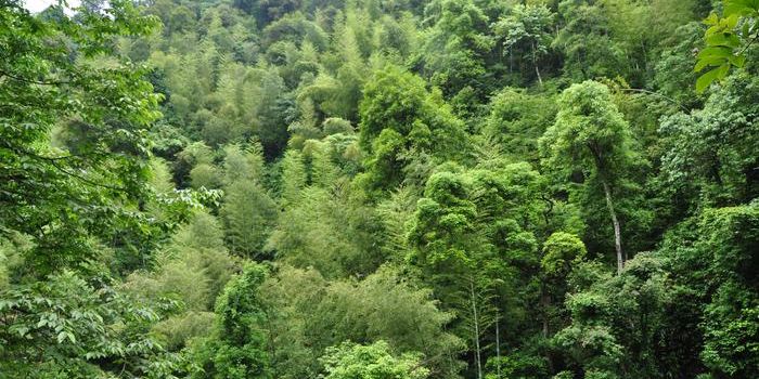 Advancing Earth System Models through Wood Density Research