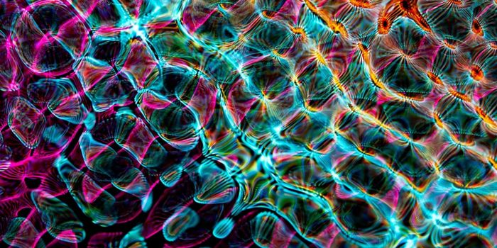 A New Cell Cleanup Pathway is IDed - Cathartocytosis