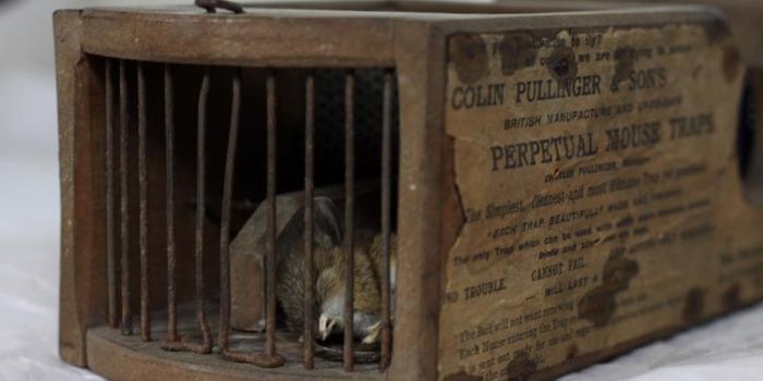 This 155-Year-Old Mouse Trap Just Caught Another Victim