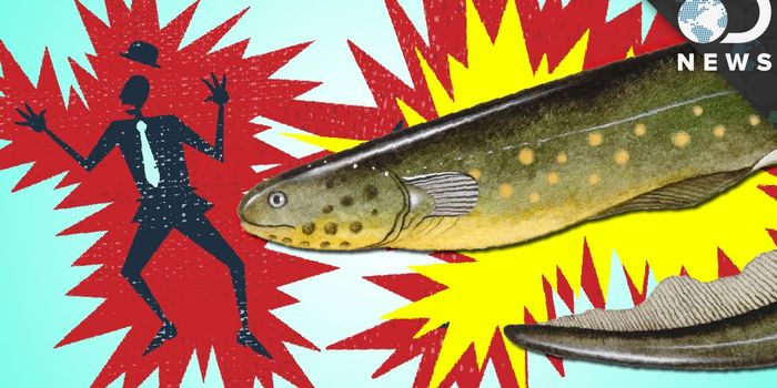 Here's How Electric Eels Produce Their Electrical Shock