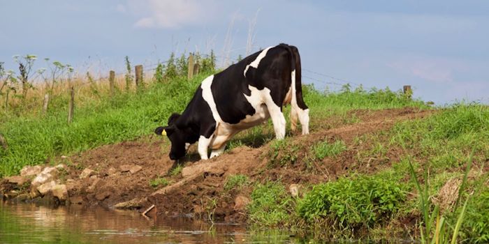 Novel Pathogens Identified in Cow's Milk and Beef