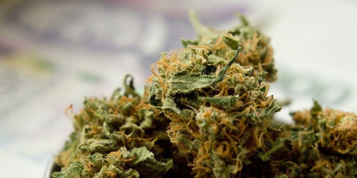 Why Do We Build Tolerance to Cannabis?