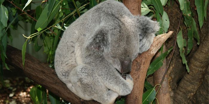 Koala Retrovirus Can Rewrite the Genome & Trigger Cancer