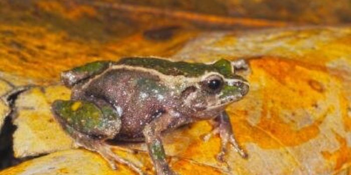 Researchers Discover Two New Frog Species in Ecuador