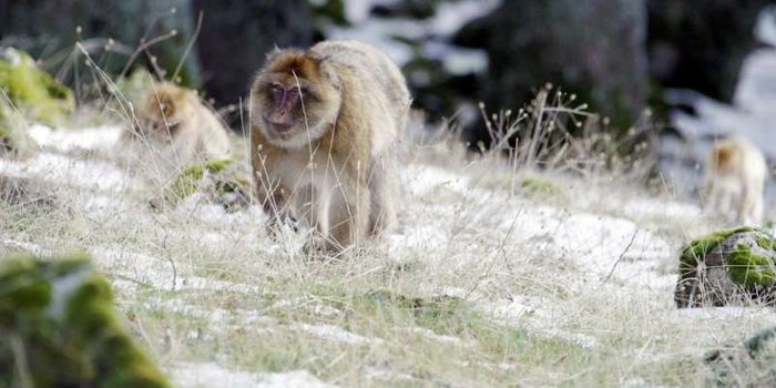 Some Monkeys Adjust Their Metabolisms to Suit Their Environment