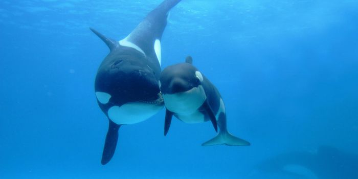 Here's Why Killer Whales Go Through Menopause