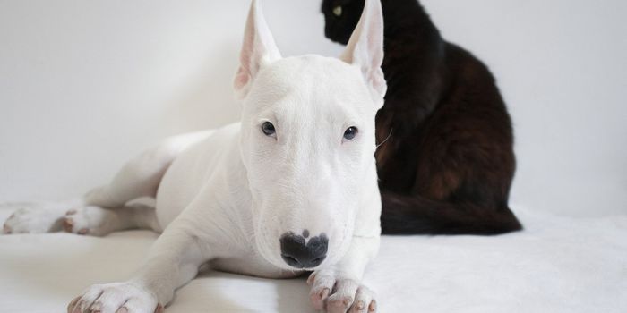 Pet Cannabis Poisoning is on the Rise