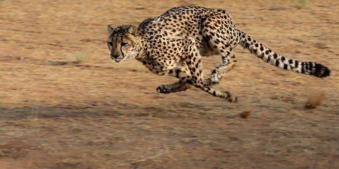 What Makes Cheetahs Such Adept Predators?