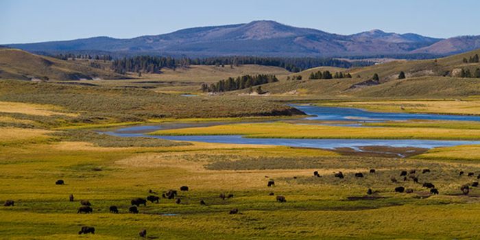 What's in a name: Yellowstone's renaming