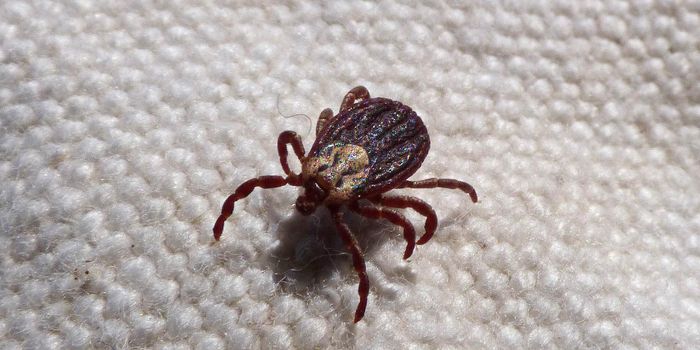 Powassan Virus: Lethal Tick-Borne Virus Continues Slow Spread in the United States