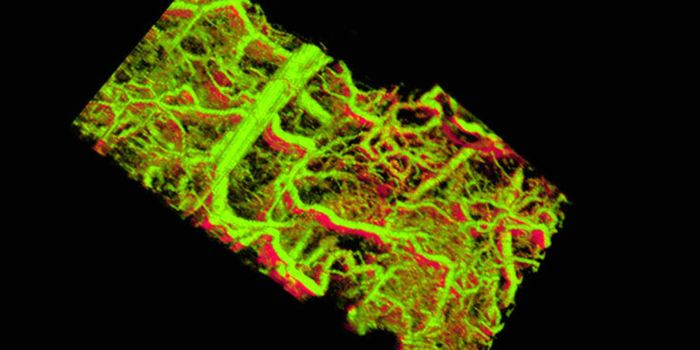 ‘Mozart' technique offers 3D real-time view of cells