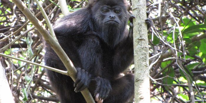 Decoding the Secrets of Howler Monkey Evolution