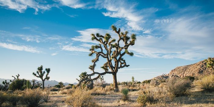 Revisiting the Sahara's enigmatic past