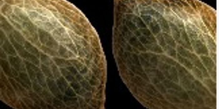 How to care for cannabis seeds