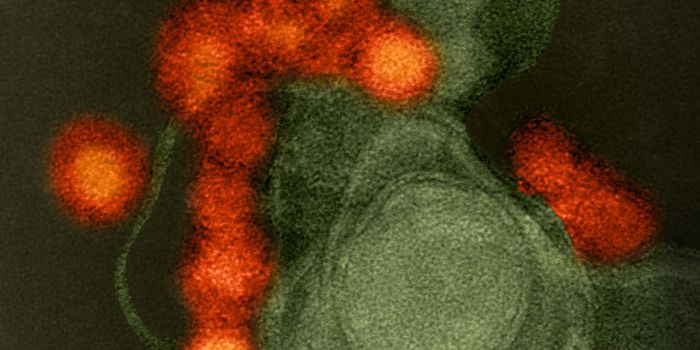 How Zika Uses a Crucial Host Cell Process to Its Advantage