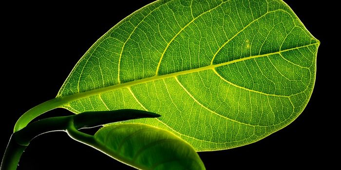 Plants Thicken Their Leaves in Response to High CO2 Levels, and That's Bad