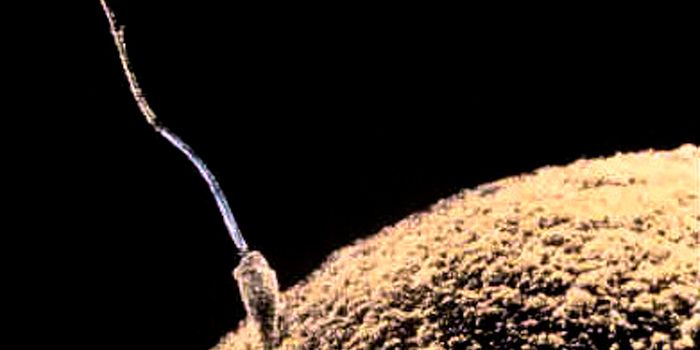 Why Are Egg Cells So Large?