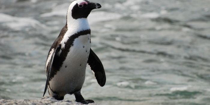 African Penguin Stolen From Oceanarium Now Fights for Life in the Wild