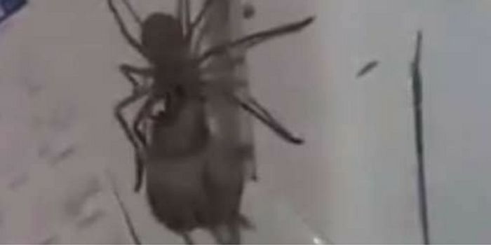 Large Spider Filmed Carrying a Mouse Up a Refrigerator