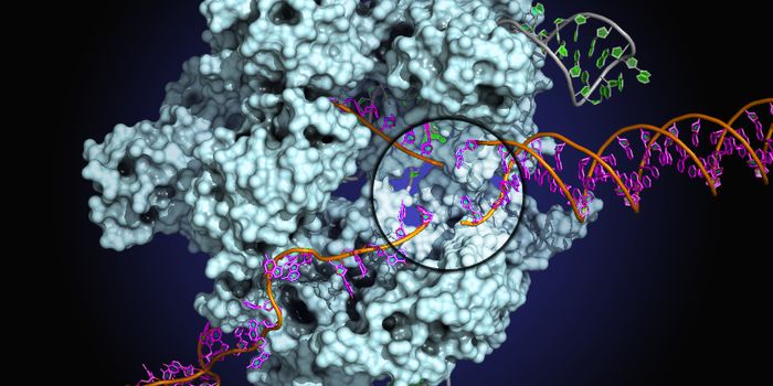 Team Identifies Efficient New Cas9 for In Vivo Genome Editing