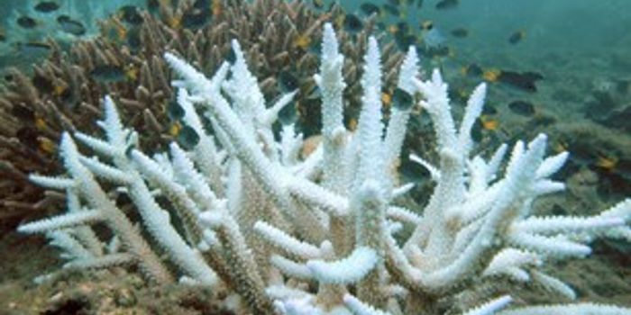 We've Killed Half the World's Coral