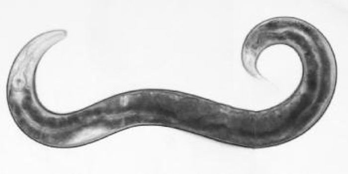 A Switch That Lets Worms Toggle Between Sexes