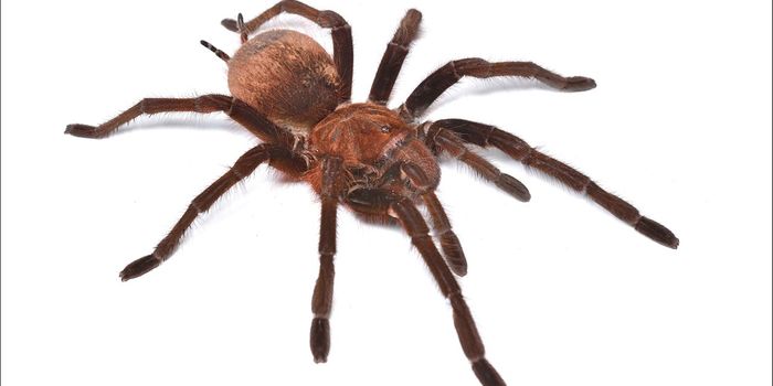 How Spiders May Open a Path to IBS Treatment