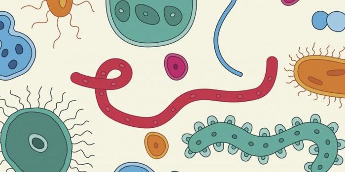 Gut Bacteria Guard Your Waistline