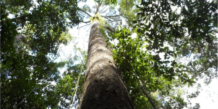 The tropics' tallest tree