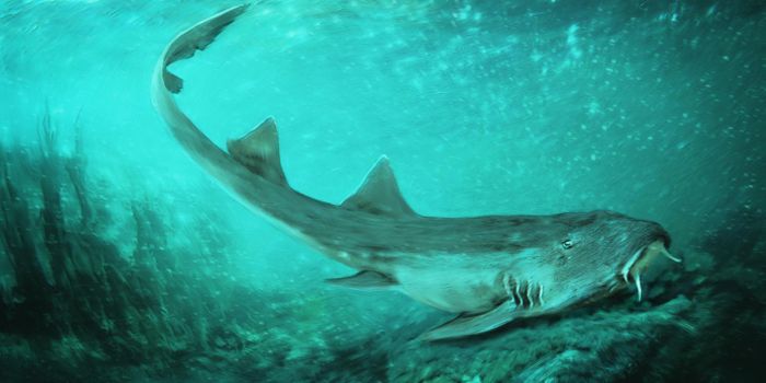 Fossilized Shark Teeth Provide Clues About a Species That Lived Alongside T. Rex