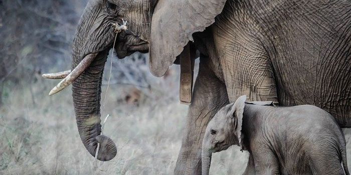 Genetic Explanation for Low Cancer Incidence in Elephants