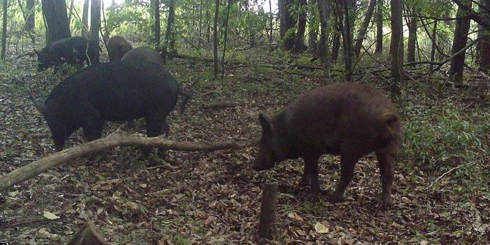 Georgia's Battle Against Wild Pigs: A Growing Agricultural Threat