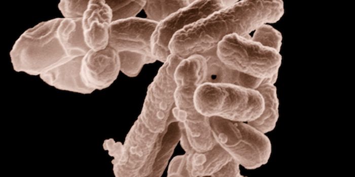 Bacteria can Regulate Our Genes