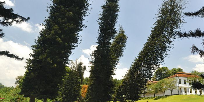 The Tree Compass - Cook Pines Demonstrate Equator-Oriented Leaning