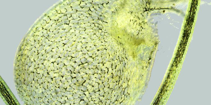 How Nature Creates a Multitude of Leaf Shapes