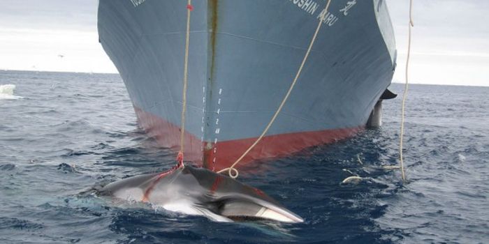 Japan's "Scientific Research" Whaling Ships Retreat From the Antarctic Waters