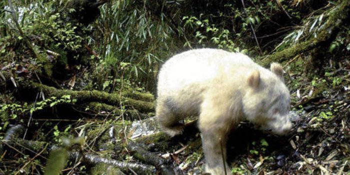 Albino Giant Panda Spotted in Chinese Wilderness for the First Time