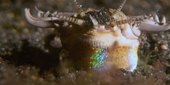 The Horror of the Sand Striker