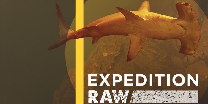 Scientists Find Sharks in an Unlikely Place