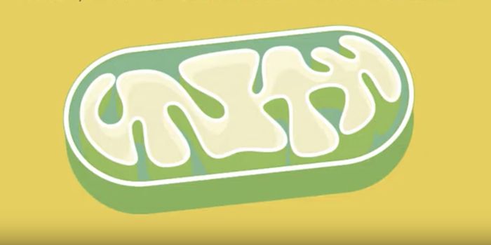 A Protein That Restores Muscle Function and Doubles Capacity in Aged Mice