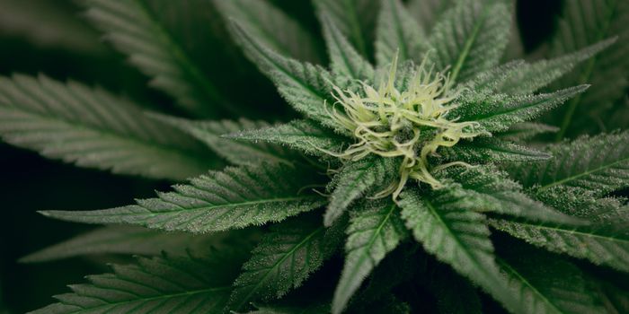 Cannabis Can Ease Symptoms in Women WIth Gynecological Cancers