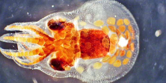 Tiny critters ‘pee' enough to shift ocean chemistry