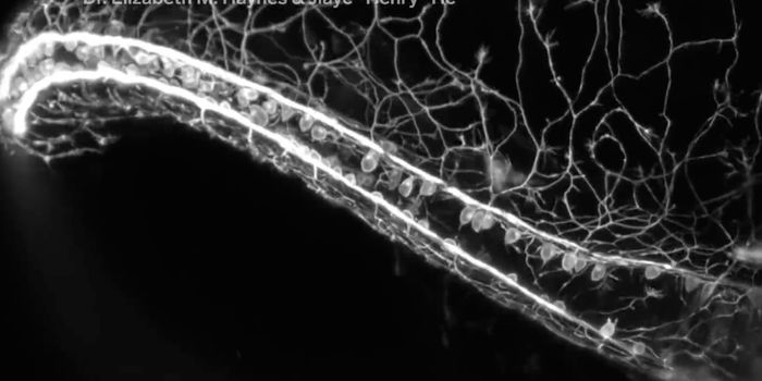 These Microscopic Things Elude Our Eyes Every Day