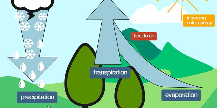 Trees Can Help Cool the Environment
