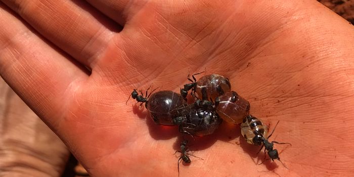 Ant Honey a Potential Treasure Trove of Antimicrobial Compounds