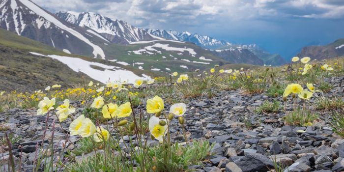 Spring is coming early in the Arctic