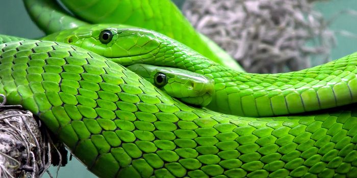 Snake venom toxin leads to potential breakthrough in creating a universal antivenom