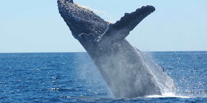 South Atlantic Humpback Whale Population Nears Pre-Whaling Numbers