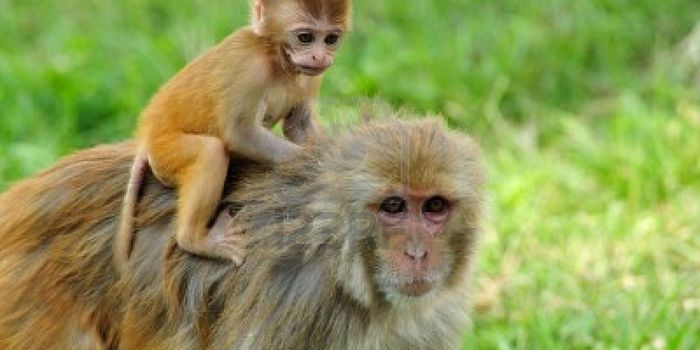 New Monkey Model Discovered For Studying Mother-to-Fetus Cytomegalovirus Infections