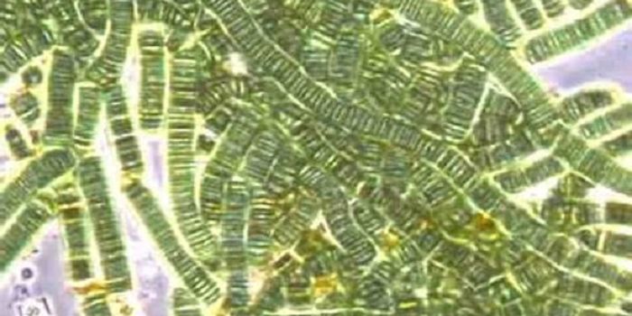 Pinpointing the Origins of Photosynthesis